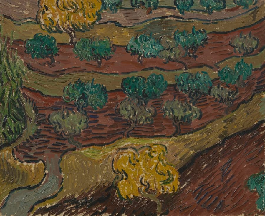 Olive Trees